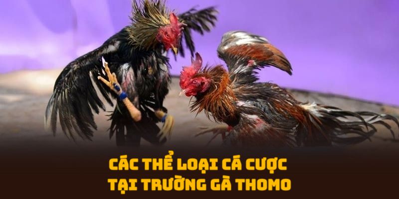 Các thể loại cá cược tại trường gà Thomo