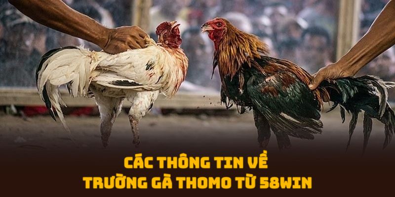 Các thông tin về trường gà Thomo từ 58WIN