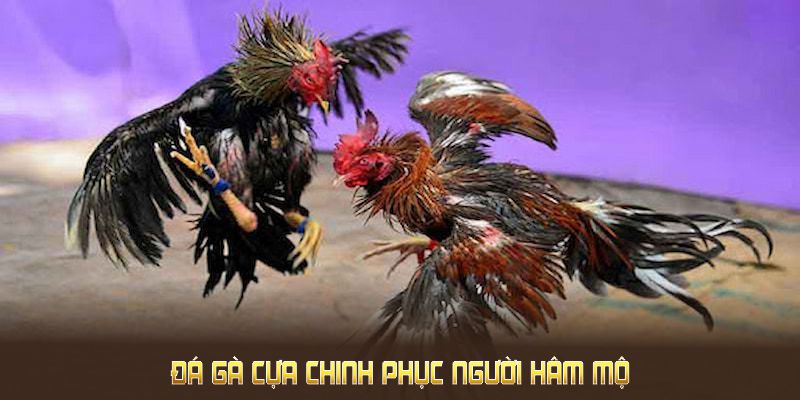 Khám phá yếu tố chốt giúp đá gà cựa chinh phục người hâm mộ