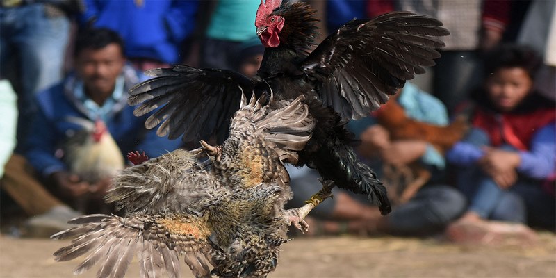 Cách chơi đá gà Mộc Bài rất hấp dẫn với nhiều tỷ lệ kèo