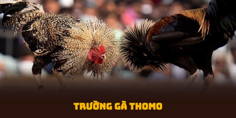 Trường gà Thom