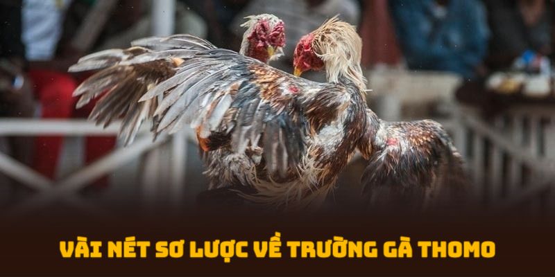 Vài nét sơ lược về trường gà Thomo