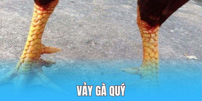 Vảy gà quý