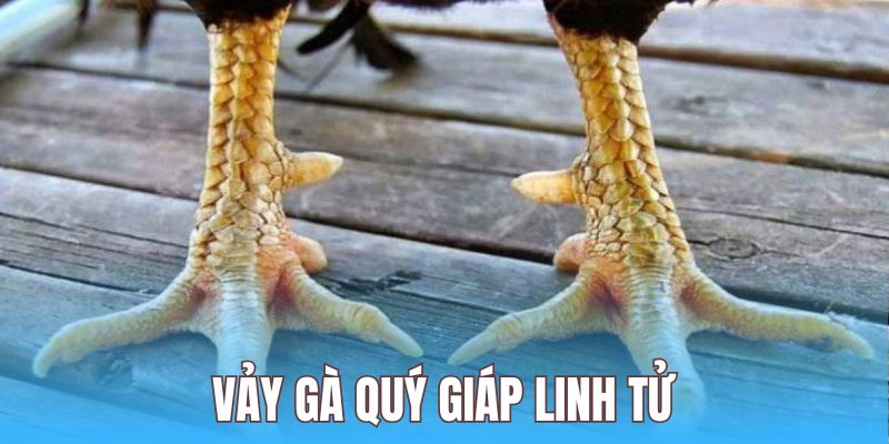 Vảy giáp linh tử được mệnh danh cho thần kê